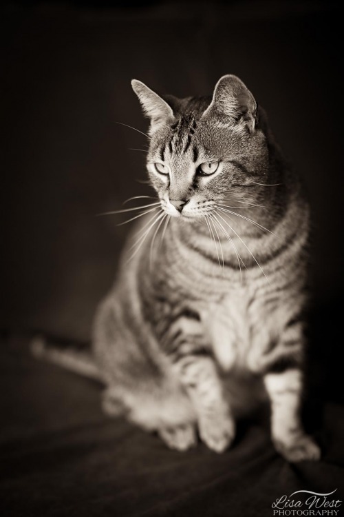 pittsburgh-cat-photographer-39