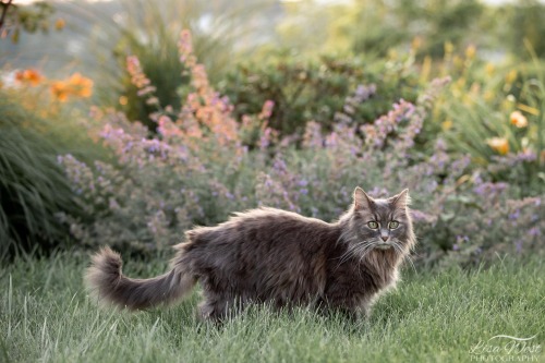 pittsburgh-cat-photographer-53