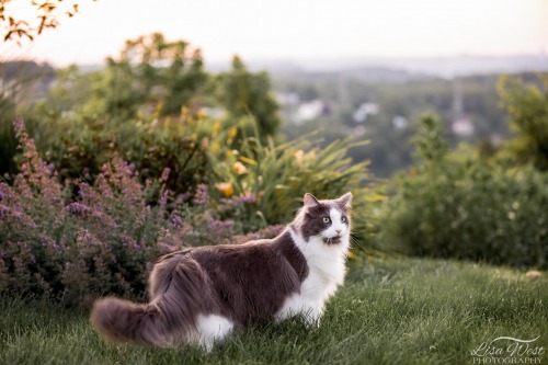 pittsburgh-cat-photographer-55