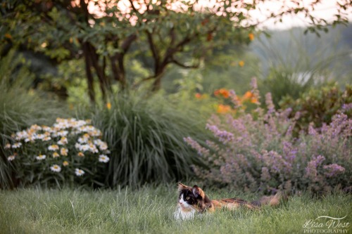 pittsburgh-cat-photographer-56