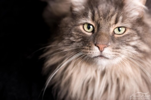 pittsburgh-cat-photographer-maine-coon-20