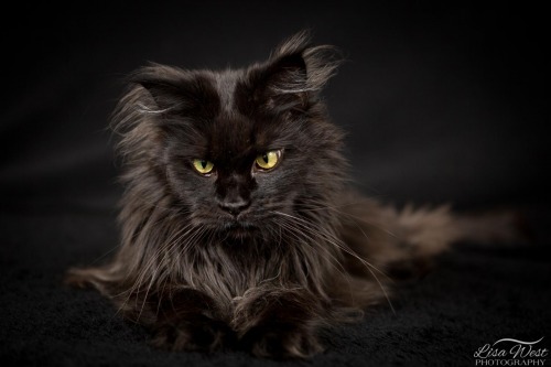 pittsburgh-pet-photographer-maine-coon-10