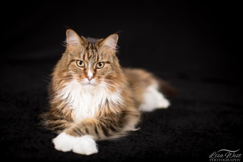 pittsburgh-pet-photographer-maine-coon-12