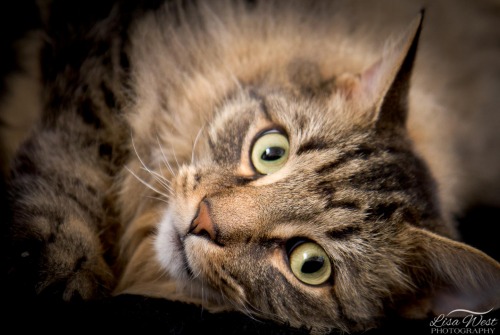 pittsburgh-pet-photographer-maine-coon-3