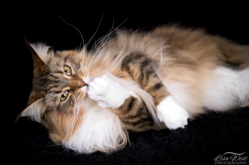 pittsburgh-pet-photographer-maine-coon-4