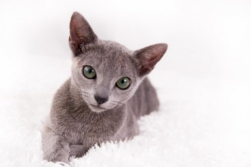 pittsburgh-pet-photographer-russian-blue-1