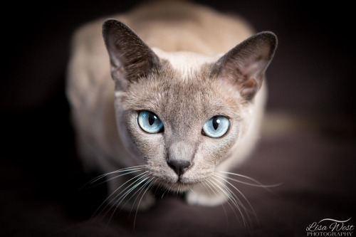 pittsburgh-pet-photographer-tonkinese-cat-3-Edit