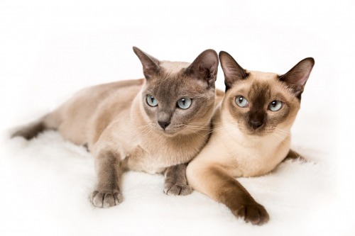 pittsburgh-pet-photographer-tonkinese-cat-5