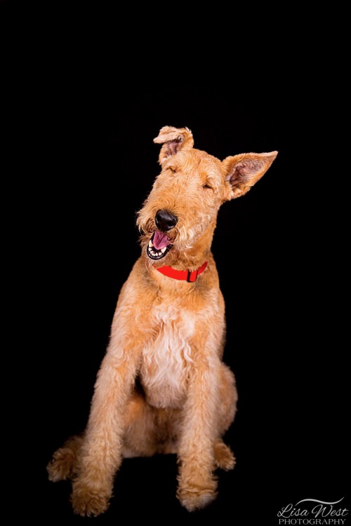 pittsburgh-pet-photographer-airedale-terrier-1