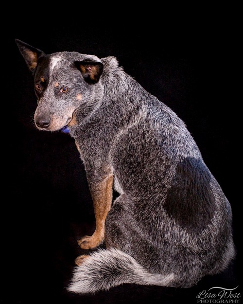 pittsburgh-pet-photographer-australian-cattle-dog-1