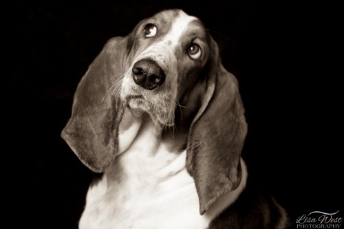 pittsburgh-pet-photographer-basset-hound-1