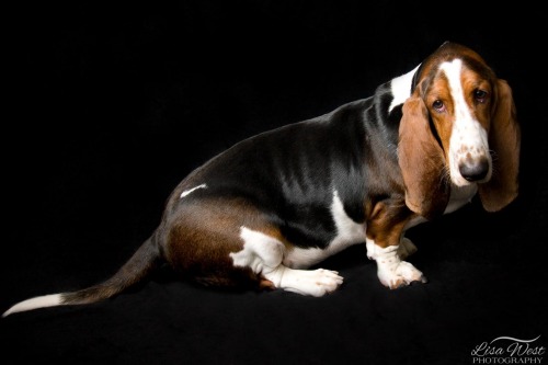 pittsburgh-pet-photographer-basset-hound-2