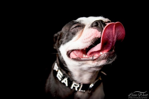 pittsburgh-pet-photographer-boston-terrier-1