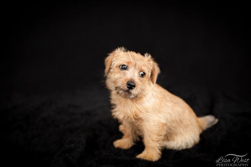 pittsburgh-pet-photographer-cairn-terrier-1