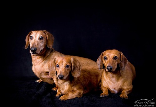 pittsburgh-pet-photographer-dachshund-1