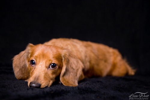 pittsburgh-pet-photographer-dachshund-2