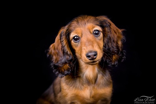 pittsburgh-pet-photographer-dachshund-3
