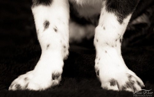 pittsburgh-pet-photographer-dog-paws-1
