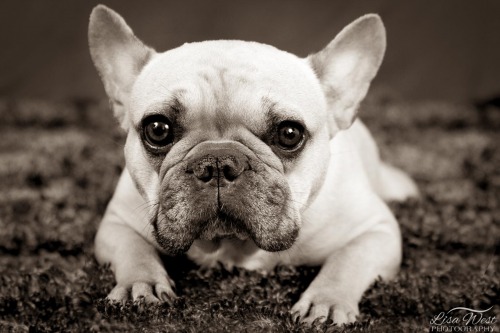 pittsburgh-pet-photographer-french-bulldog-1