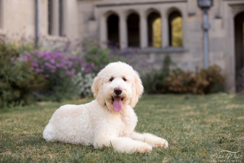 pittsburgh-pet-photographer-goldendoodle-1