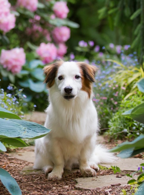 pittsburgh-pet-photographer-jack-russell-3