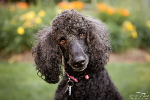 pittsburgh-pet-photographer-poodle-1