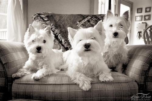 pittsburgh-pet-photographer-west-highland-terrier-2