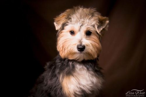 pittsburgh-pet-photographer-yorkshire-terrier-yorkie-1
