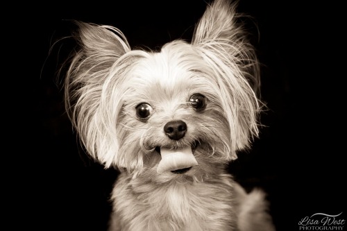 pittsburgh-pet-photographer-yorkshire-terrier-yorkie-5