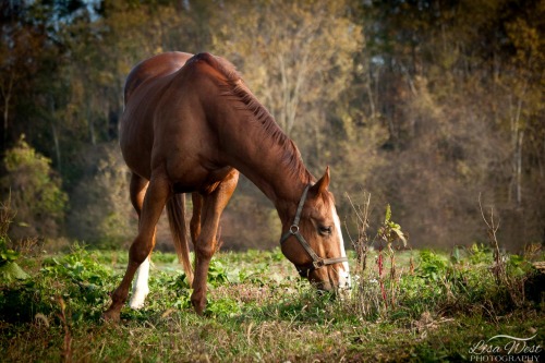 pittsburgh-equine-photographer-12