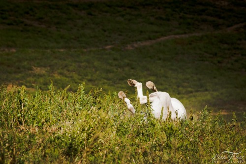 pittsburgh-equine-photographer-5