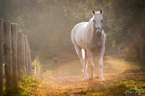 pittsburgh-equine-photographer-7