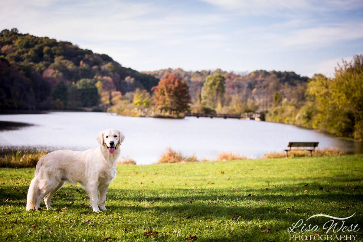 commercial dog photography session in Pittsburgh