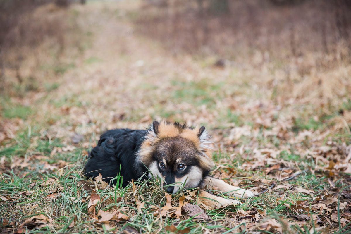 Pittsburgh pet photography session, Finnish Lapphund puppy