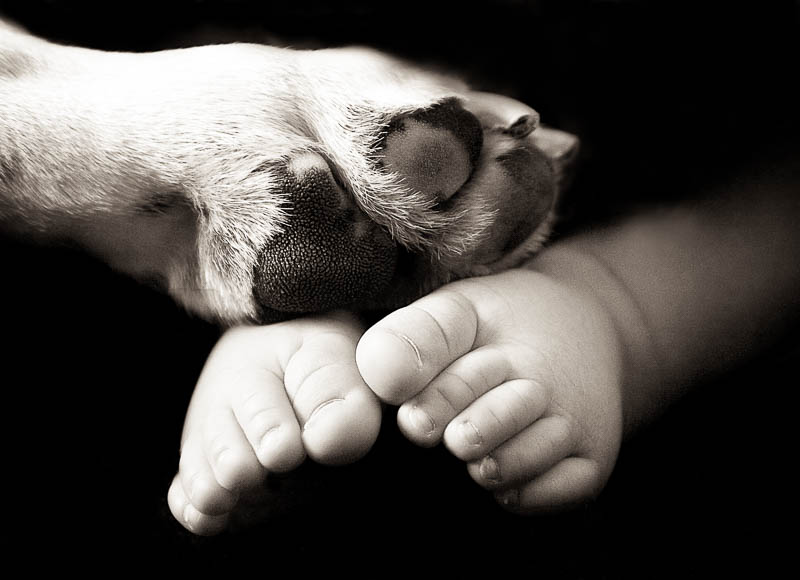 Baby feet with dog paws photograph