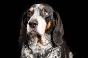 Dog photography, Bluetick Coonhound dog