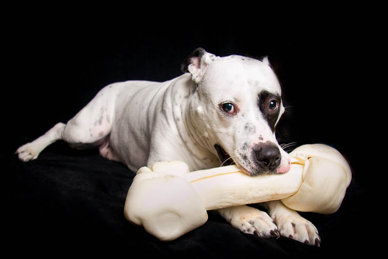 Pit bull with a large bone