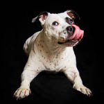 Pittsburgh Pet Photography