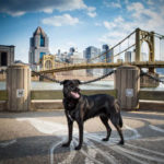 Best Pittsburgh Dog Photographer