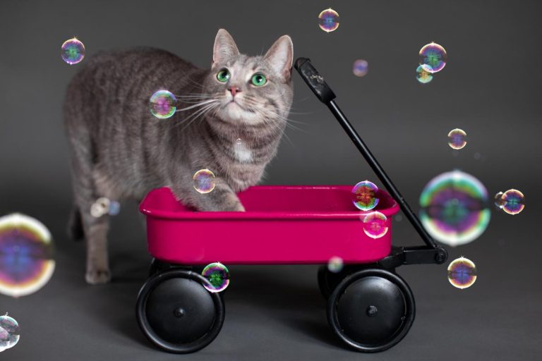 grey cat portrait with bubbles