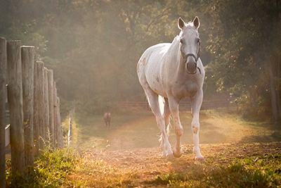 Pittsburgh equine photography