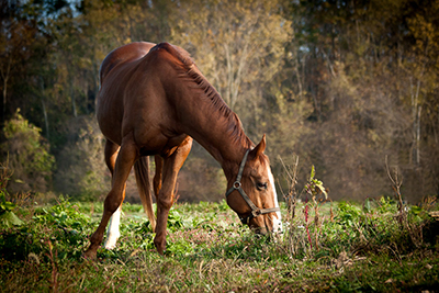 professional horse photographer