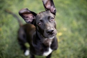 Pittsburgh Dog Photography