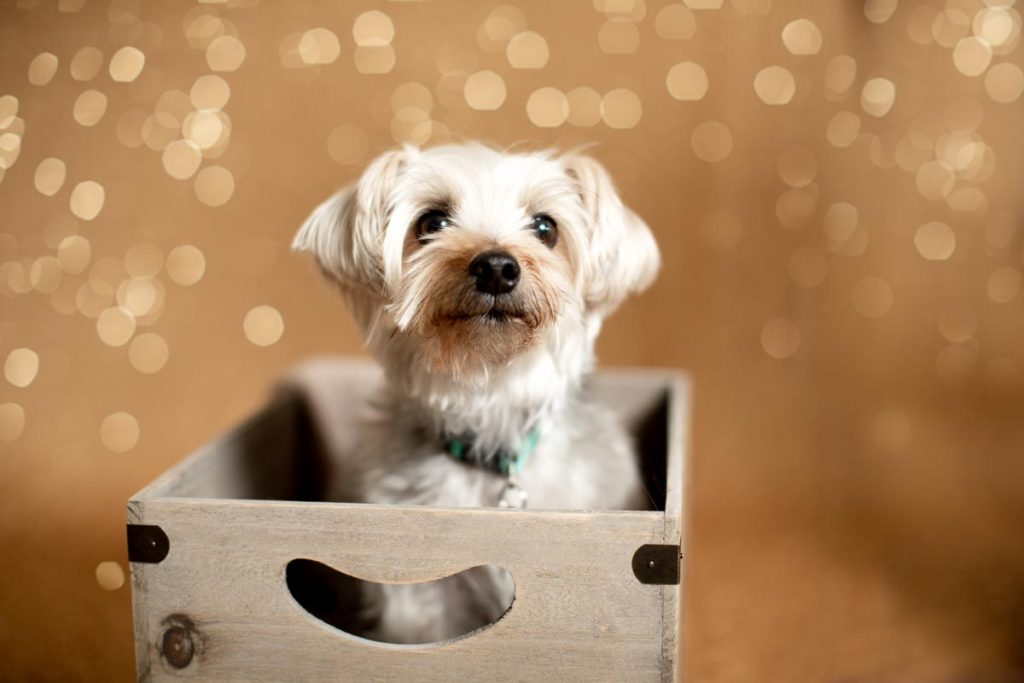 pet home studio photography session