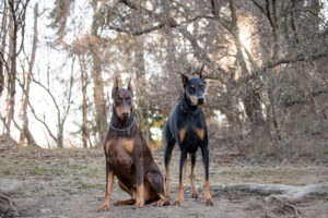 Pittsburgh dog photography