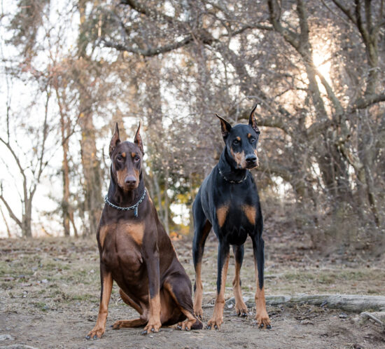 Pittsburgh dog photography