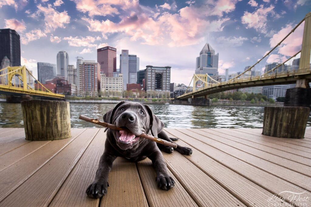 Best Pittsburgh pet photographers