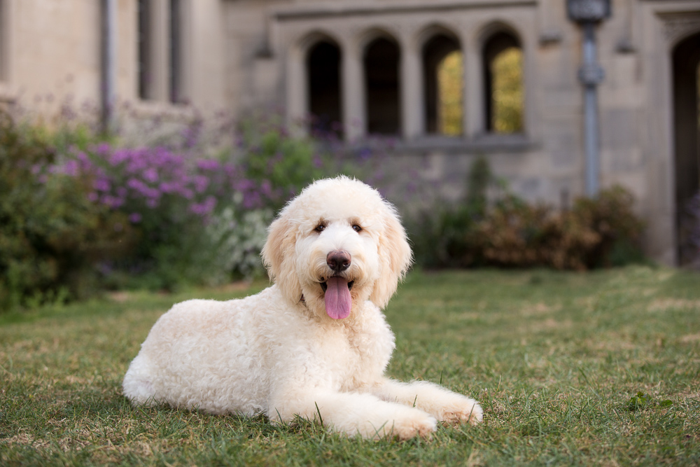 Pittsburgh animal photographer