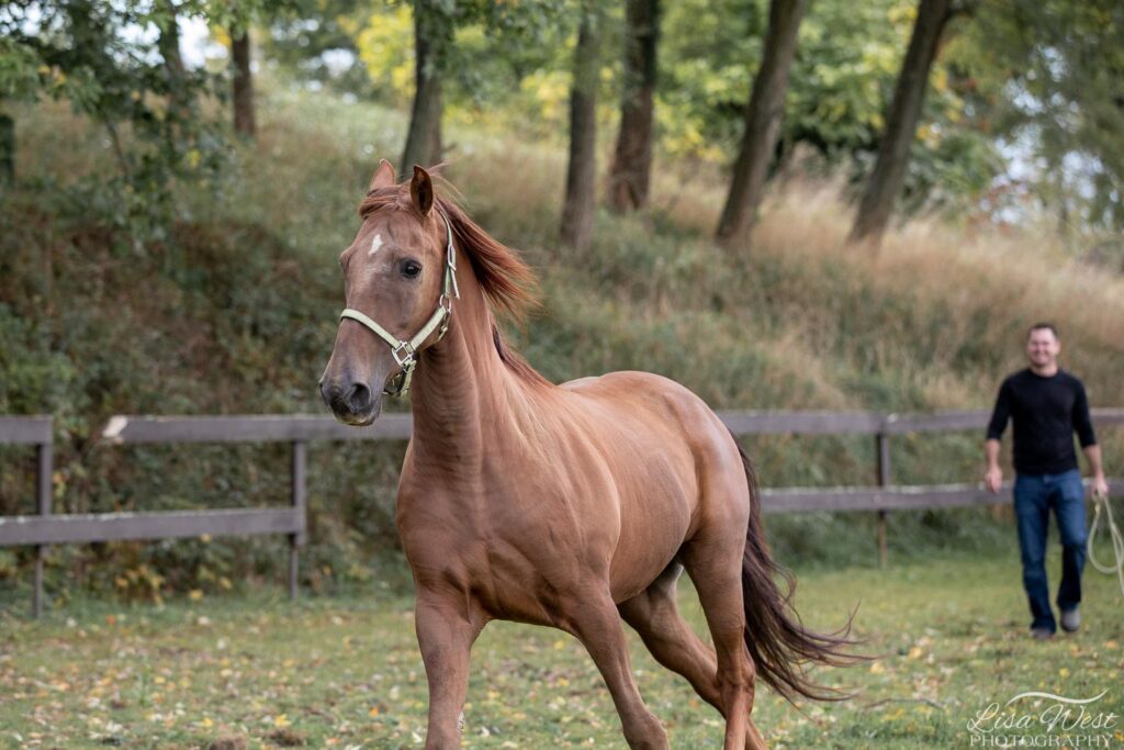 Pittsburgh horse photography