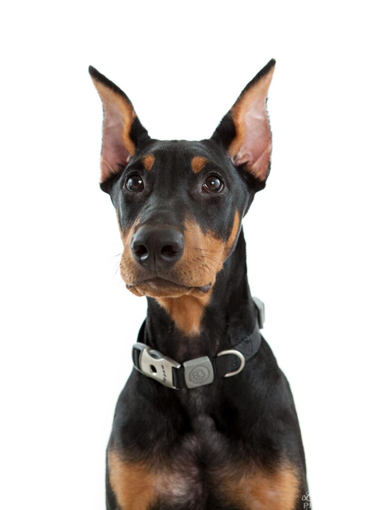 Dog portrait with white background